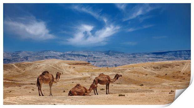 Israel, Negev Desert, A herd of Arabian camels Print by Olga Peddi