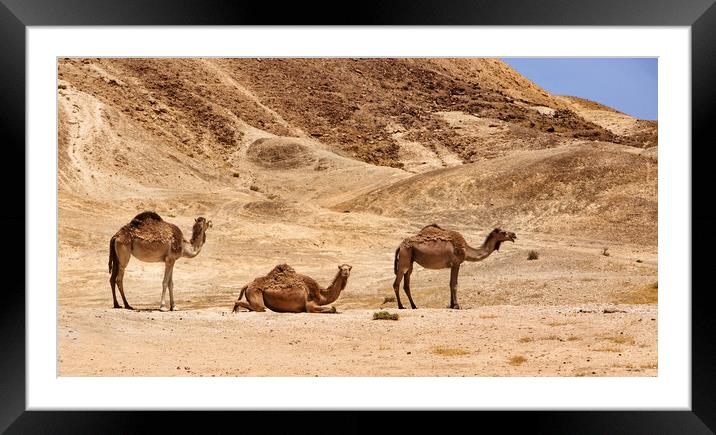 Israel, Negev Desert, A herd of Arabian camels Framed Mounted Print by Olga Peddi