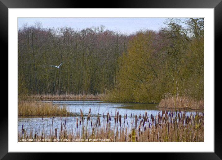 Rode Hall Lake and Gardens  Framed Mounted Print by Charlotte Radford