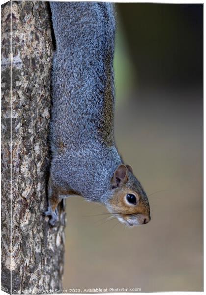 Grey Squirrel vertical Grip Canvas Print by Andy Salter