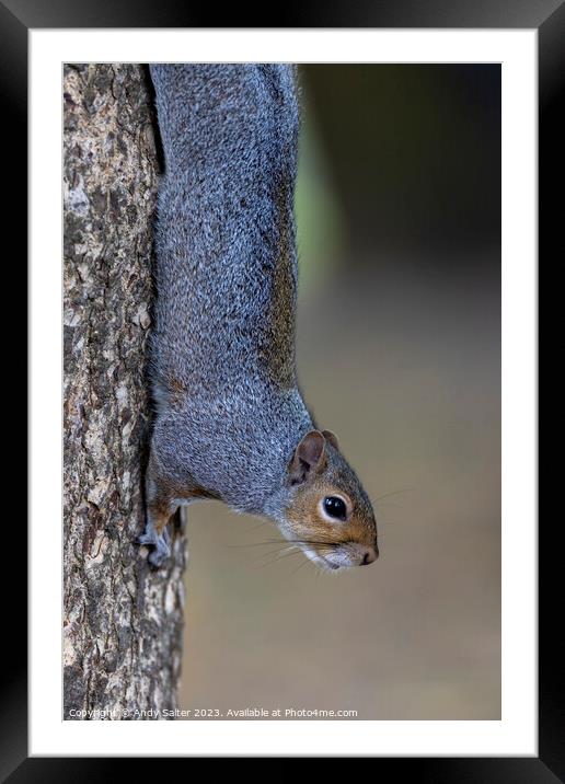 Grey Squirrel vertical Grip Framed Mounted Print by Andy Salter