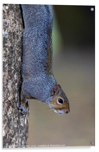 Grey Squirrel vertical Grip Acrylic by Andy Salter