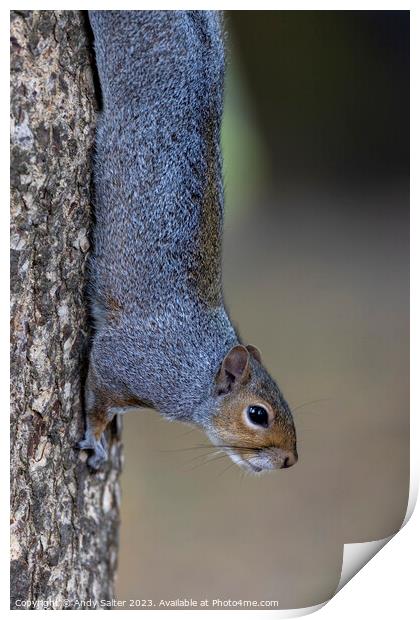 Grey Squirrel vertical Grip Print by Andy Salter