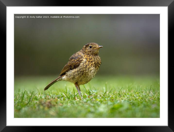 Young Robin Red Breast Framed Mounted Print by Andy Salter