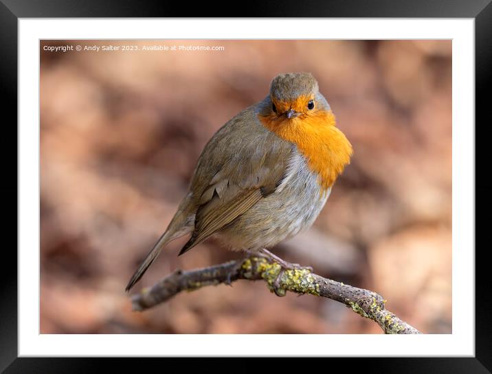 Robin Red Breast Framed Mounted Print by Andy Salter