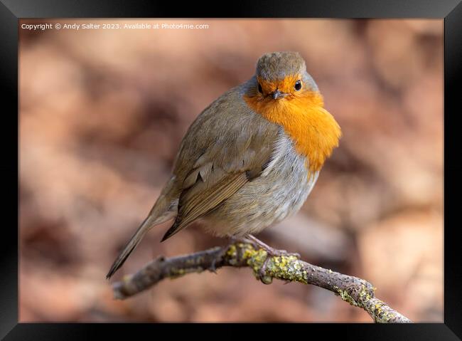 Robin Red Breast Framed Print by Andy Salter