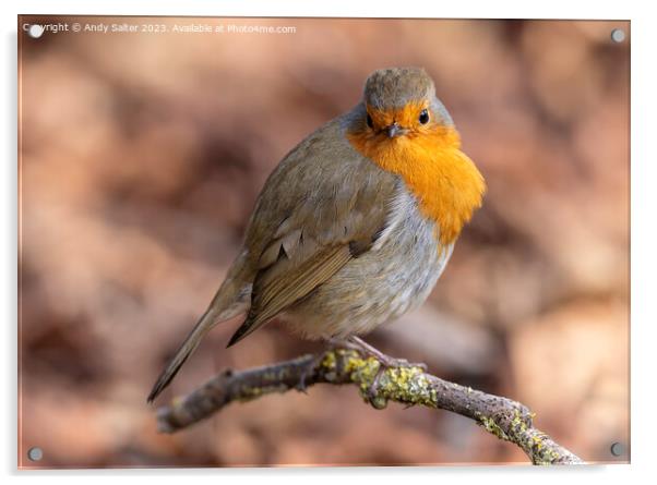 Robin Red Breast Acrylic by Andy Salter