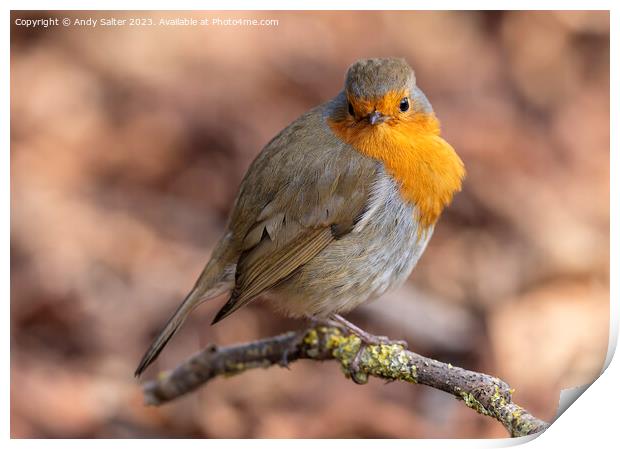 Robin Red Breast Print by Andy Salter