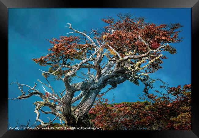 Lenga trees, torito bay, tierra del fuego, argentina Framed Print by Daniel Ferreira-Leite