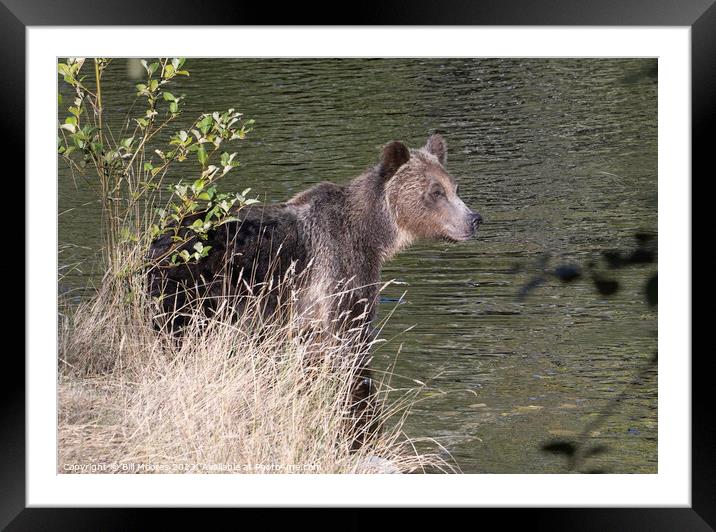 Sunlit Grizzly Framed Mounted Print by Bill Moores