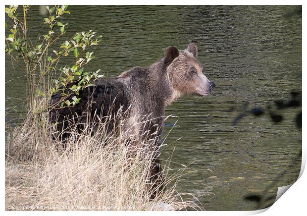 Sunlit Grizzly Print by Bill Moores