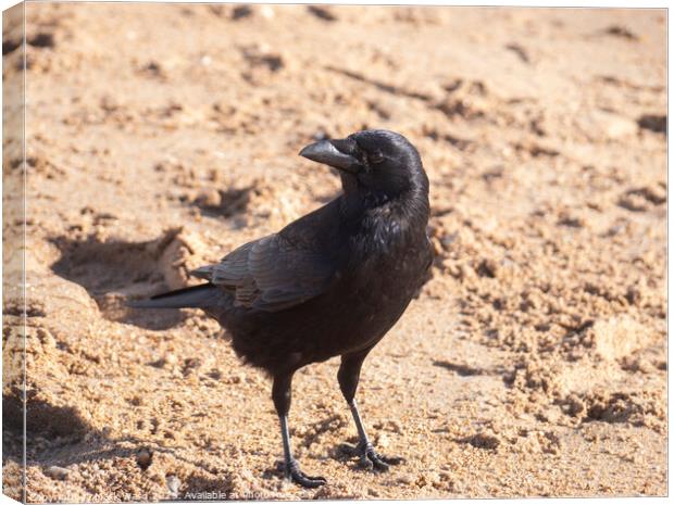 The Crow Canvas Print by Mark Ward