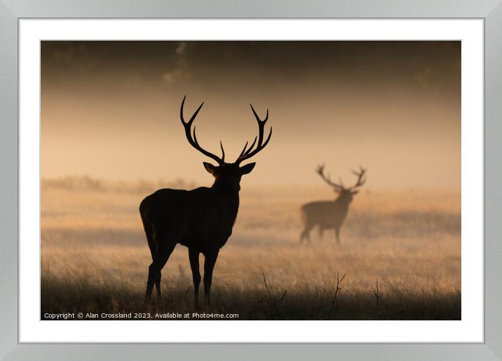 Buy Framed Mounted Prints of A group of deer standing in a grassy field by Alan Crossland