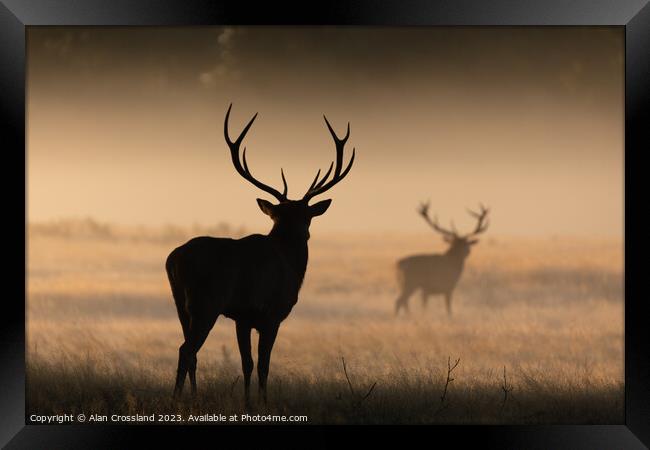 A group of deer standing in a grassy field Framed Print by Alan Crossland