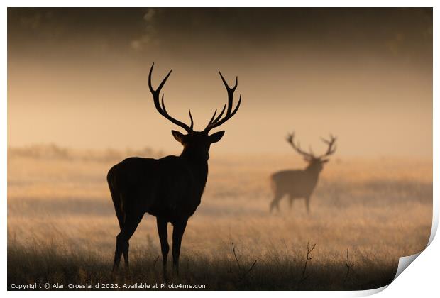 A group of deer standing in a grassy field Print by Alan Crossland