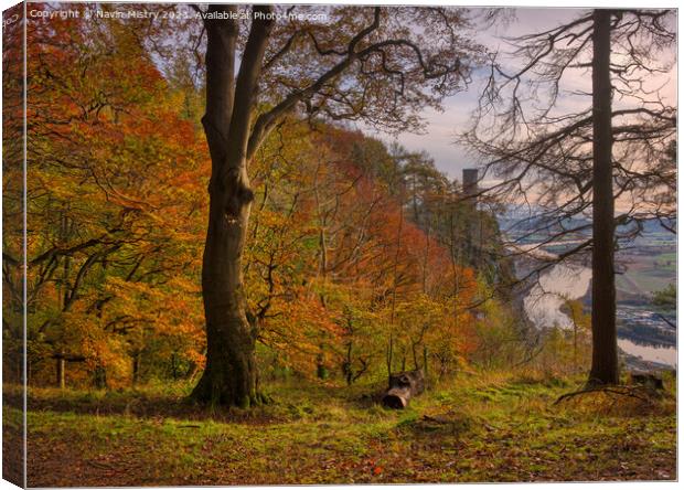 Autumn Colours and Kinnoull Hill  Canvas Print by Navin Mistry