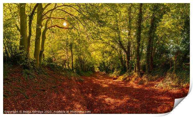 Halnaker Tunnel of Trees Print by Beata Aldridge