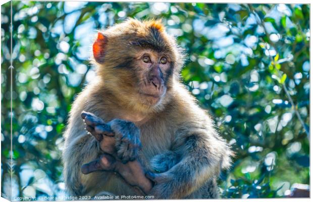 Barbary Macaque sitting on a branch Canvas Print by Beata Aldridge