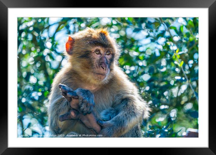 Barbary Macaque sitting on a branch Framed Mounted Print by Beata Aldridge