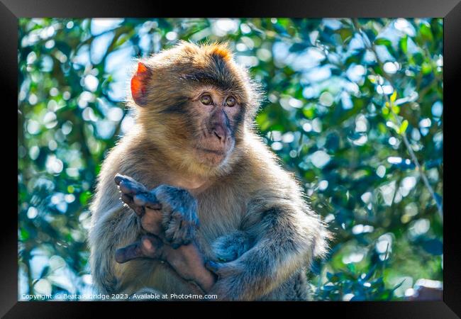 Barbary Macaque sitting on a branch Framed Print by Beata Aldridge