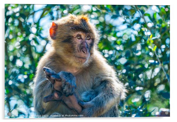 Barbary Macaque sitting on a branch Acrylic by Beata Aldridge