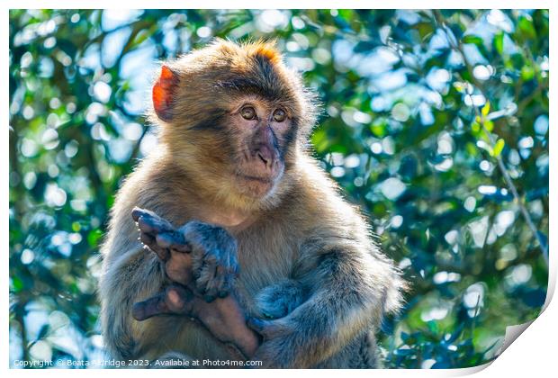 Barbary Macaque sitting on a branch Print by Beata Aldridge