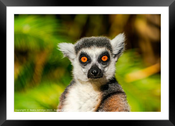 Ring-tailed lemur Framed Mounted Print by Beata Aldridge