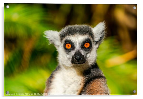 Ring-tailed lemur Acrylic by Beata Aldridge