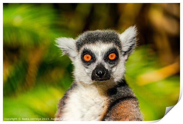 Ring-tailed lemur Print by Beata Aldridge