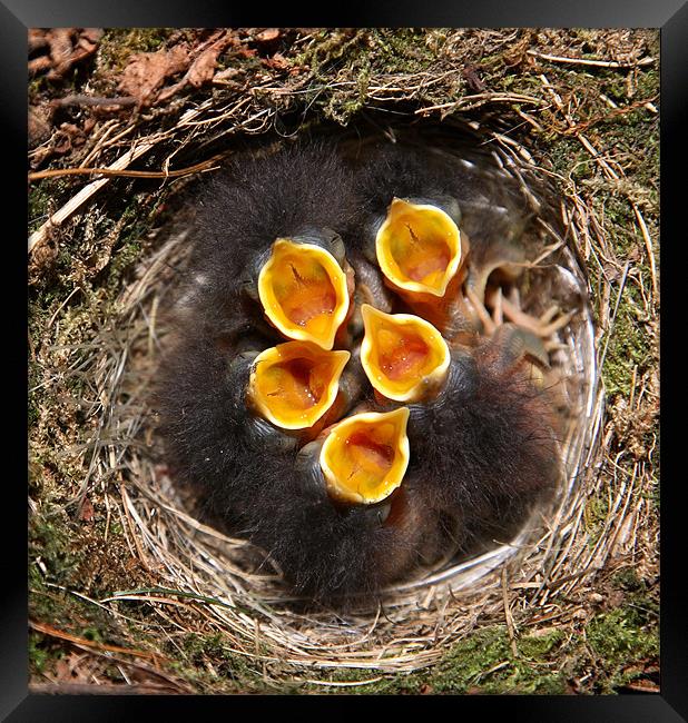 chicks in nest Framed Print by david harding