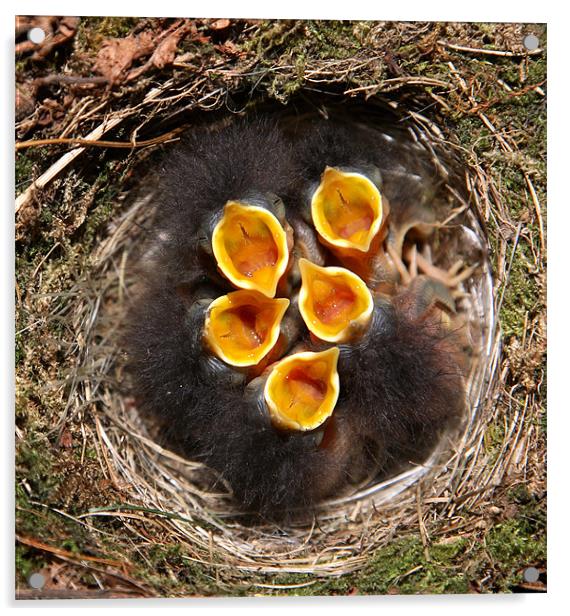 chicks in nest Acrylic by david harding