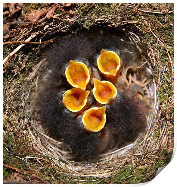 chicks in nest Print by david harding
