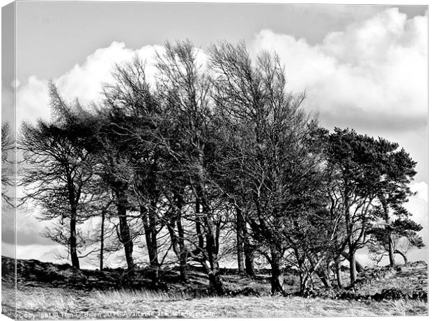 Trees Windswept Black and White Canvas Print by Tim O'Brien
