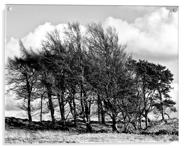 Trees Windswept Black and White Acrylic by Tim O'Brien