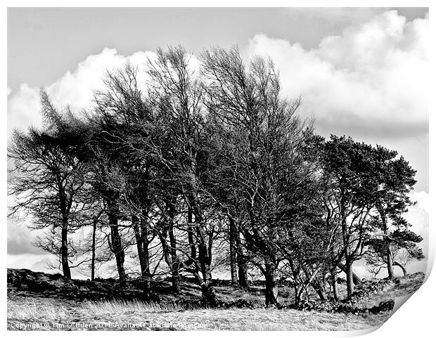 Trees Windswept Black and White Print by Tim O'Brien