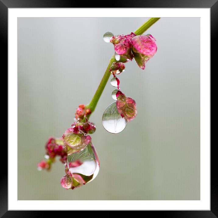 Drops Pendent square Framed Mounted Print by Karin Sidi-Ali