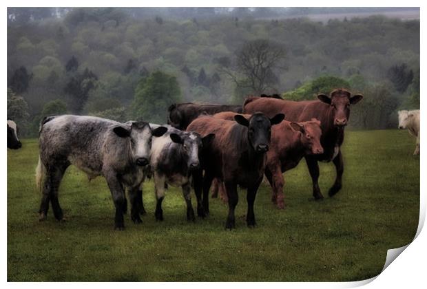 beef cake Print by Martin Parkinson