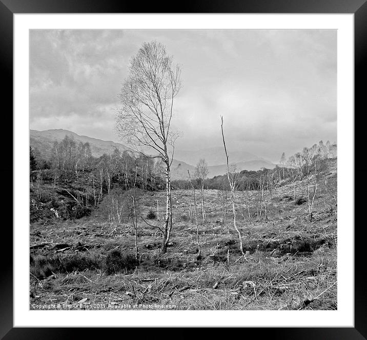 Trees in Desolation Framed Mounted Print by Tim O'Brien