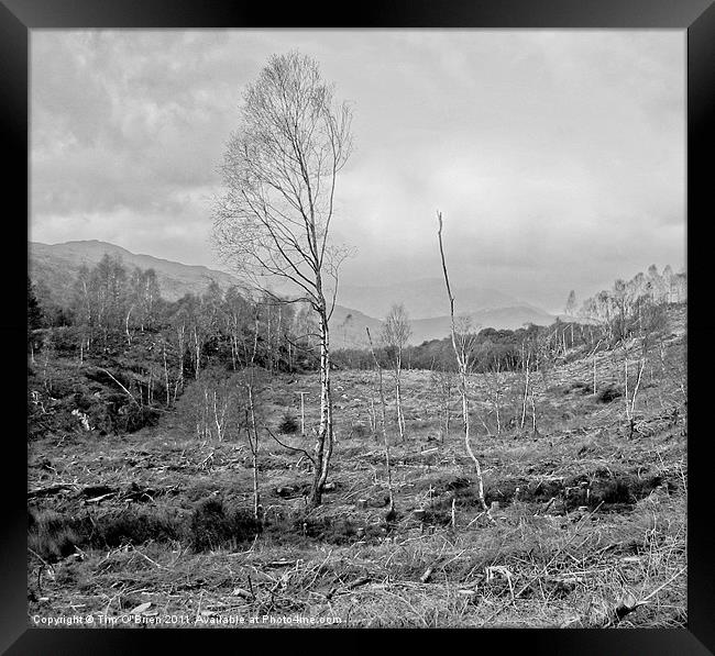 Trees in Desolation Framed Print by Tim O'Brien