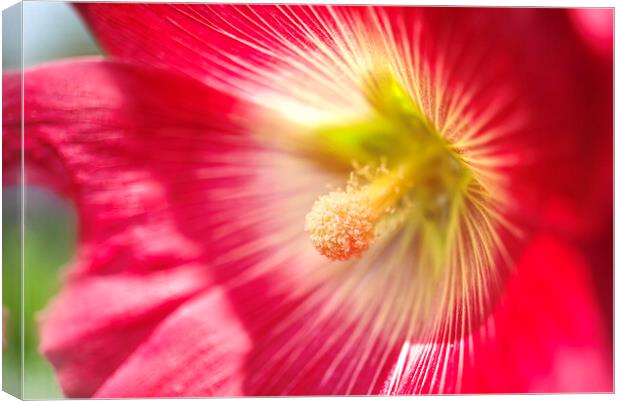 Sunlit Hollyhock Flower Canvas Print by Alison Chambers