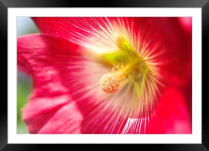 Sunlit Hollyhock Flower Framed Mounted Print by Alison Chambers