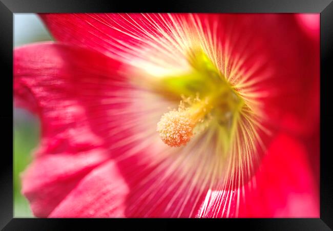Sunlit Hollyhock Flower Framed Print by Alison Chambers