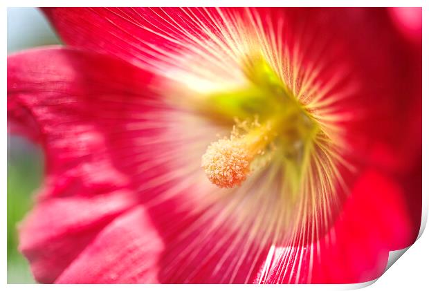 Sunlit Hollyhock Flower Print by Alison Chambers
