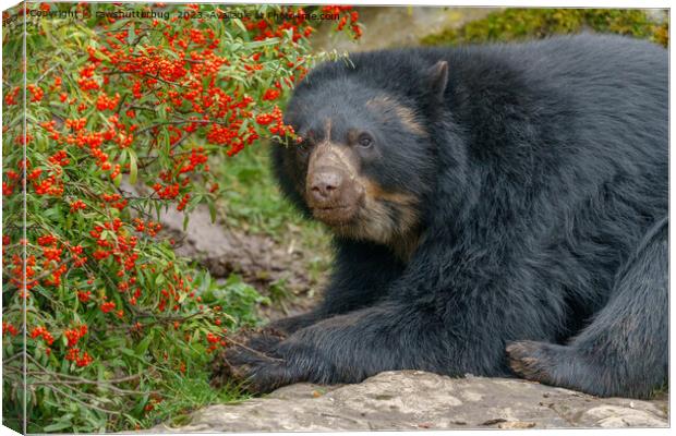 Spectacled Bear Lounging by Red Berries Canvas Print by rawshutterbug 