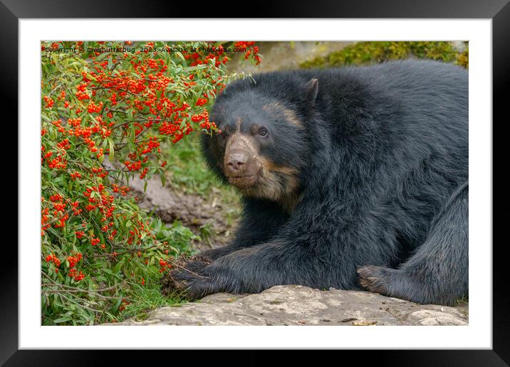 Spectacled Bear Lounging by Red Berries Framed Mounted Print by rawshutterbug 