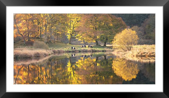 Autumn Gold Framed Mounted Print by David Semmens
