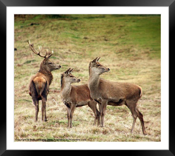Whats going on over there? Framed Mounted Print by Linsey Williams