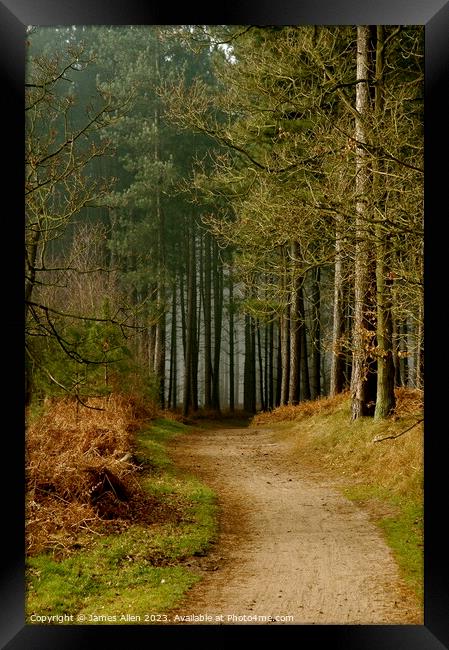 Thetford Forest  Framed Print by James Allen