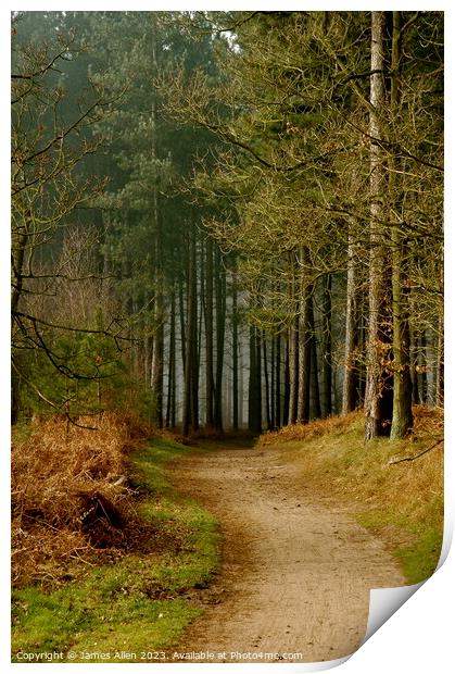 Thetford Forest  Print by James Allen