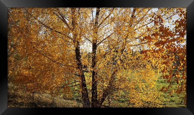 willow tree in the autumn season with foliage changing color, changing the color of willow foliage in autumn Framed Print by Virginija Vaidakaviciene